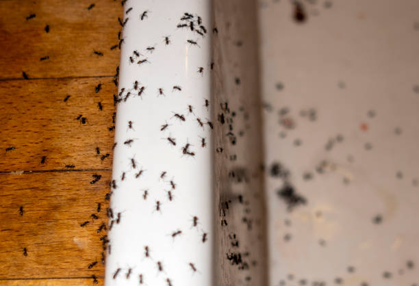 Best Termite Control Services  in Zilwaukee, MI